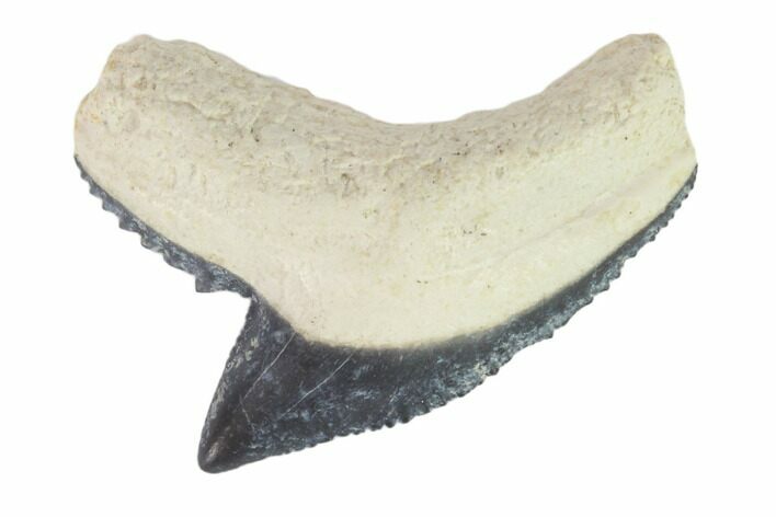 Fossil Tiger Shark Tooth - Bone Valley, Florida #145173